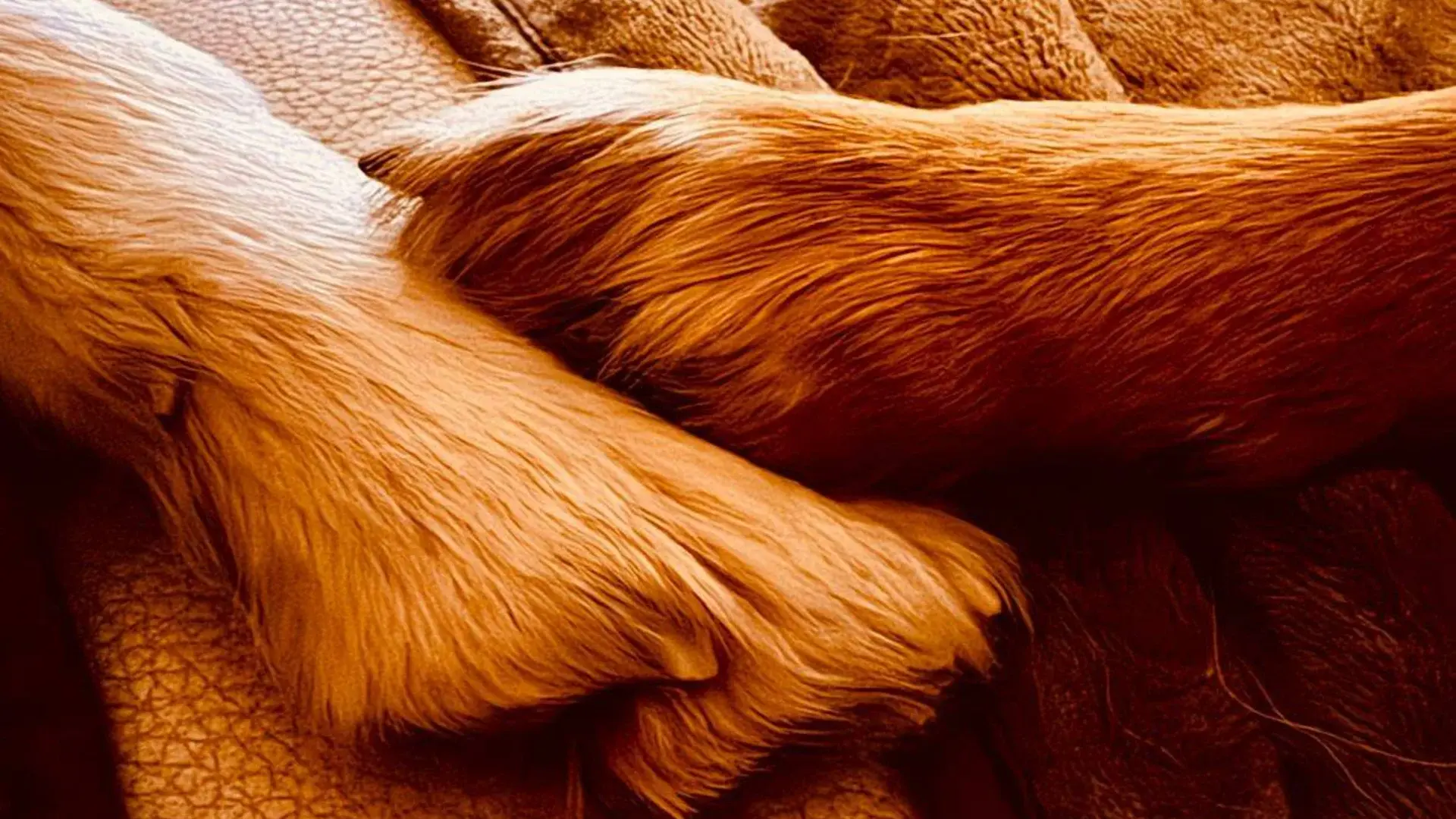 Gesunder, glücklicher Hund
